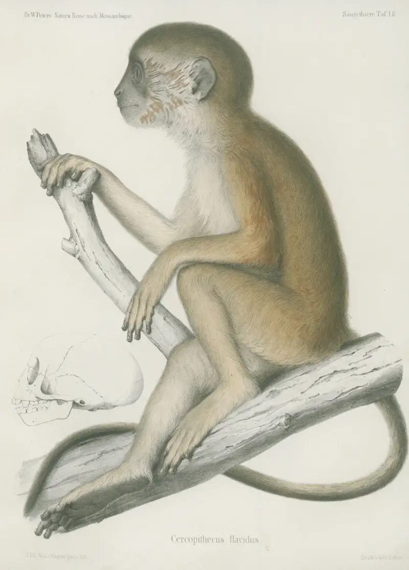 Cercopithecus flavidus, Wilhelm Karl Hartwich Peters
