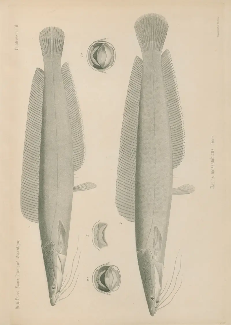Clarias mossambicus, Wilhelm Karl Hartwich Peters