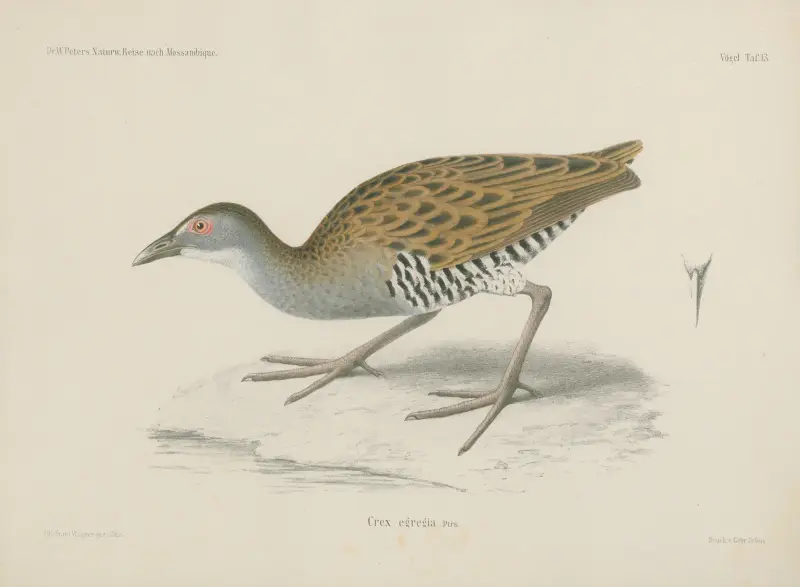 Crex egregia av Wilhelm Karl Hartwich Peters