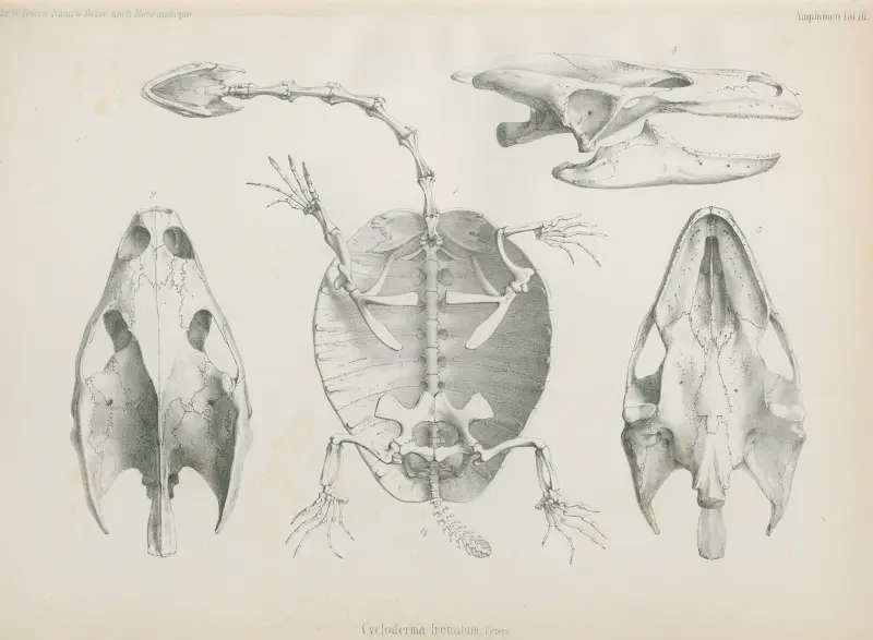 Cycloderma frenatum, 1852 – Nr. 2 von Wilhelm Karl Hartwich Peters