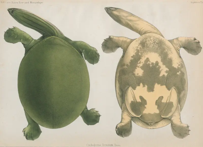 Cycloderma frenatum, 1852 – Nr. 1 von Wilhelm Karl Hartwich Peters
