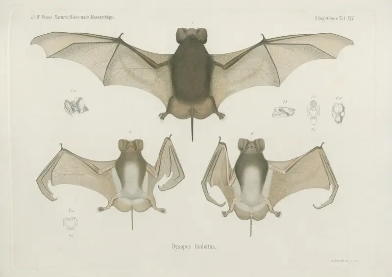 Dysopes limbatus, Wilhelm Karl Hartwich Peters