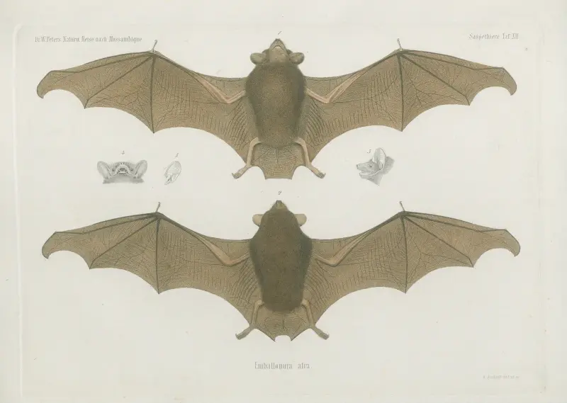 Emballonura afra, Wilhelm Karl Hartwich Peters
