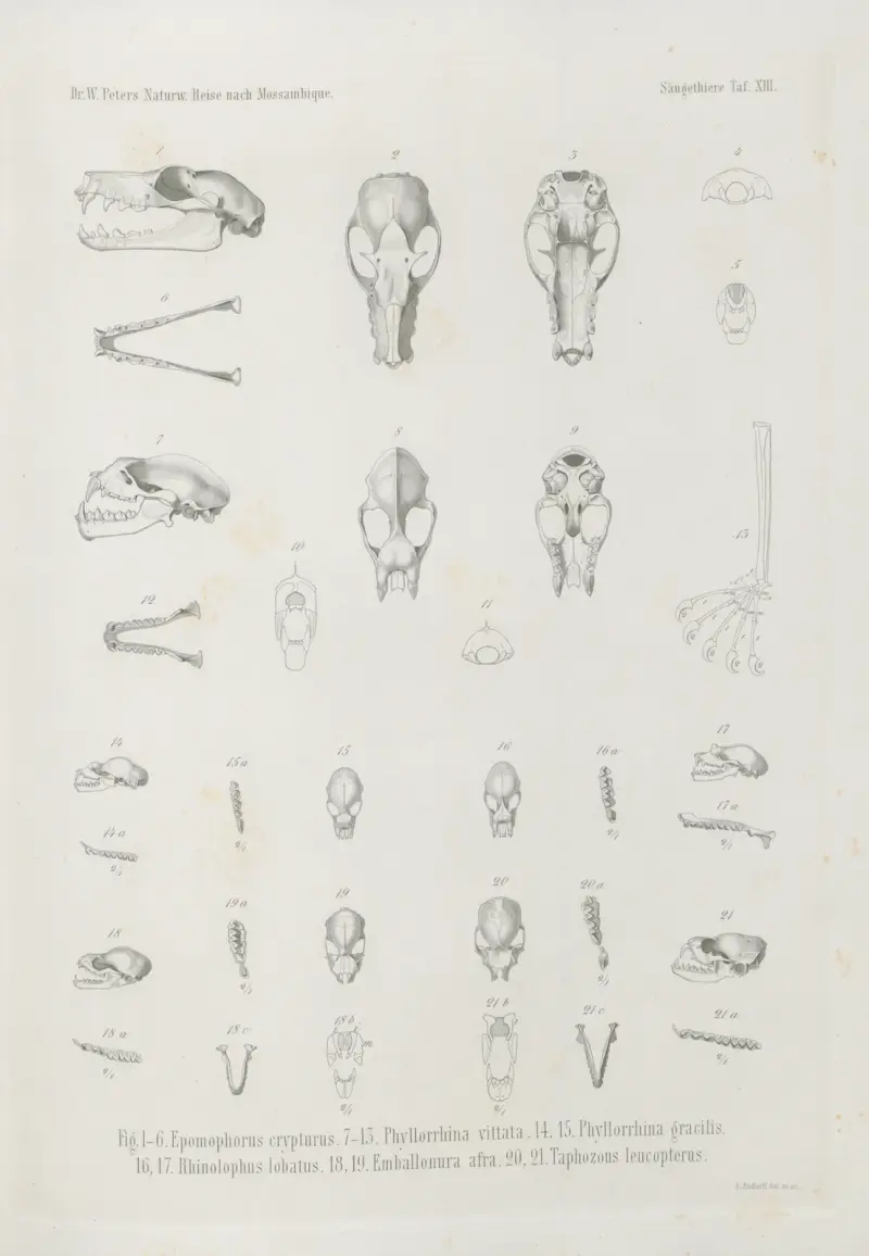 Epomophorus crypturus. Phyllorrhina vittata. Phyllorrhina gracilis. Rhinolophus lobatus. Emballonura afra. Taphozous leucopterus, Wilhelm Karl Hartwich Peters