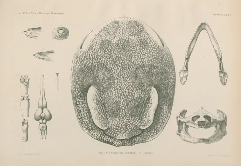 Fig. 1 – 8 Cycloderma frenatum 9. C. Aubryi., Wilhelm Karl Hartwich Peters