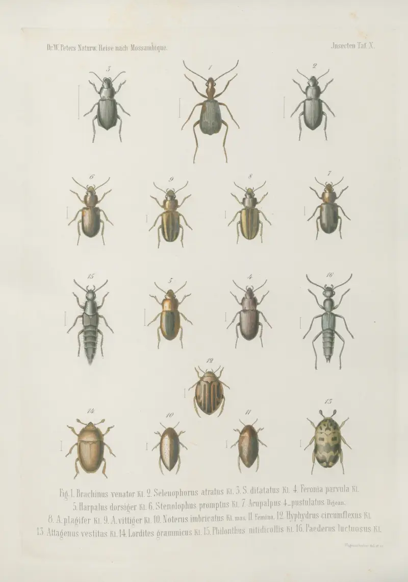 Fig. 1. Cicindela intermedia 2. C. congrua 3. Lasiocera tessellata 4. Tefflus Delegorguei Guer. mas. 5. Femina. 6. T. procerus 7. T. carinatus 8. T. violaceus 9. Omophron depressum 10. Chlaenius apiatus 11. Oodes validus 12. Angionychus lividus 13. Abacetus angustatus 14. Rathymus melanarius, Wilhelm Karl Hartwich Peters