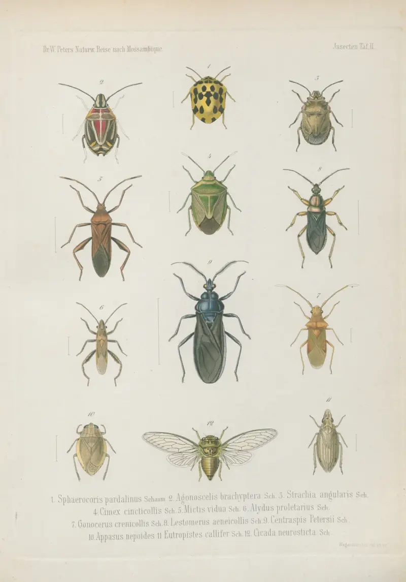 Fig.1 Limnobia albonotata Loew 2.3. Midas dispar Loew 4. Conops bipunctatus Loew 5. 6. Microstylum acutirostre Loew 7. Leptogaster stigmaticalis Loew 8. Exoprosopa inaequalipes Loew 9. Anthrax biflexa Loew 10. Platystoma pectoralis Loew, Wilhelm Karl Hartwich Peters