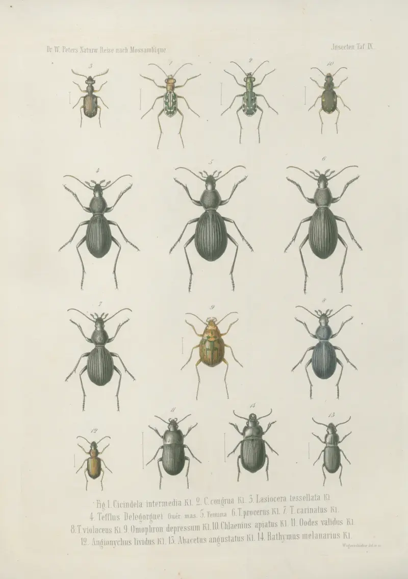 Fig. 1. Manticora herculeana 2. M. scabra 3. Femina. 4. Anthia Petersii 5. A. Fornasinii Bertol. 6. A. aequilatera 7. A. Ranzanii Bertol. 8. A. leucospelota Bertol. 9. Sc. molossus 10. Sc. superciliosus 11. Sc. aestuans, Wilhelm Karl Hartwich Peters