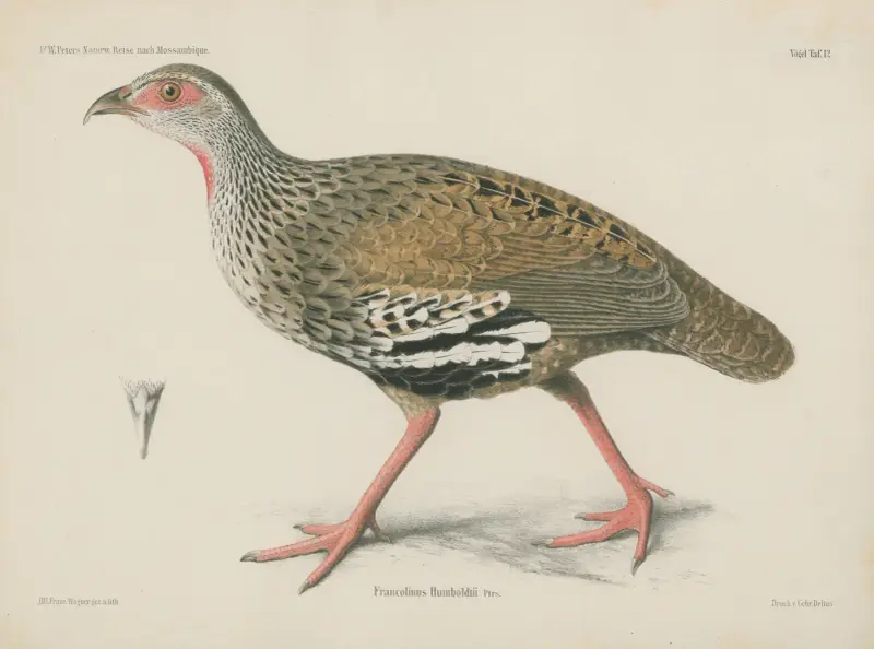Francolinus Humboldtii av Wilhelm Karl Hartwich Peters