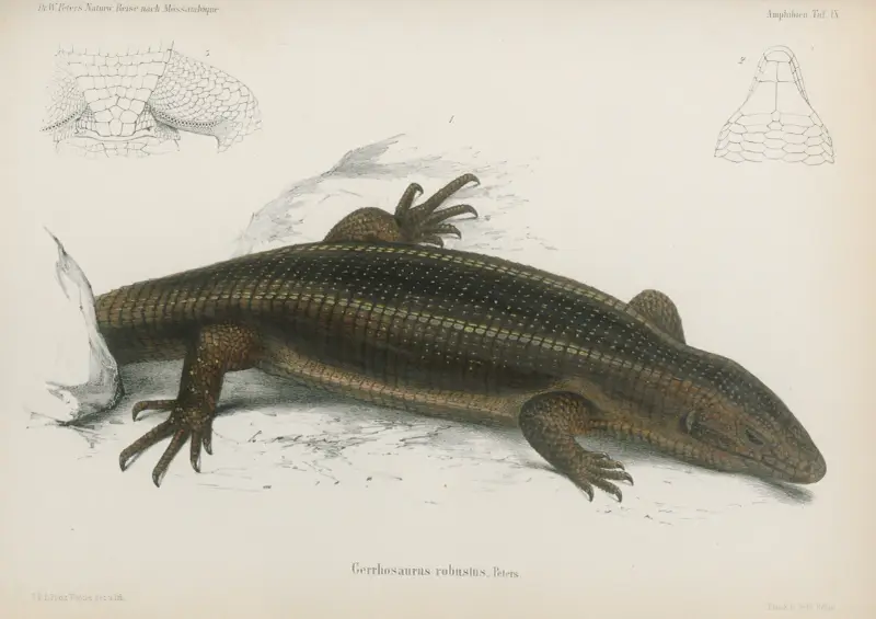 Gerrhosaurus robustus, Wilhelm Karl Hartwich Peters