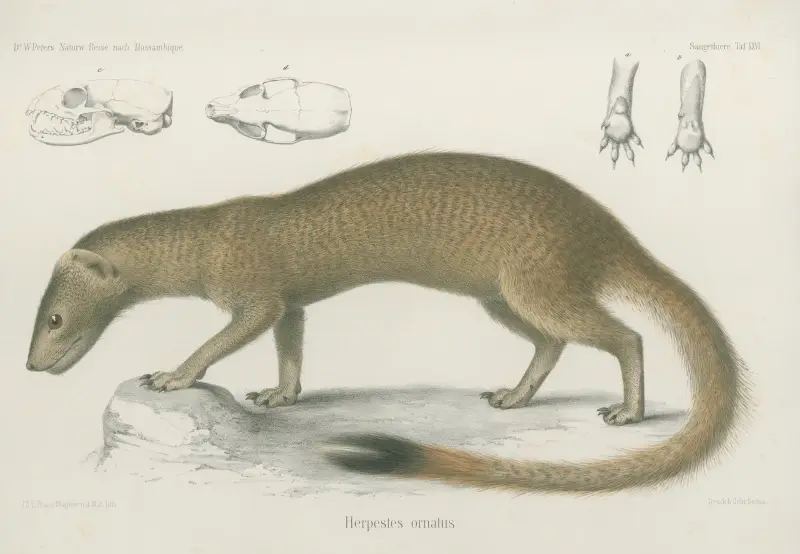 Herpestes ornatus, Wilhelm Karl Hartwich Peters