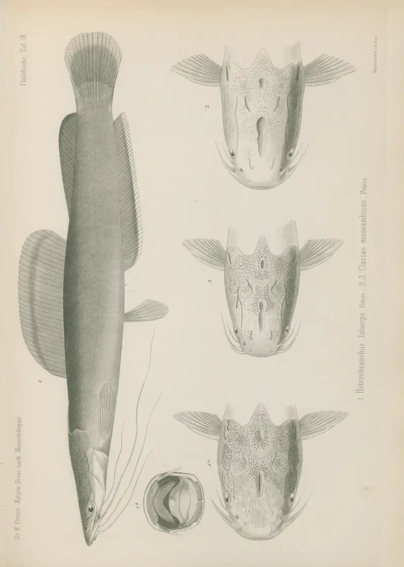 Heterobranchus laticeps 2. 3. Clarias mossambicus, Wilhelm Karl Hartwich Peters