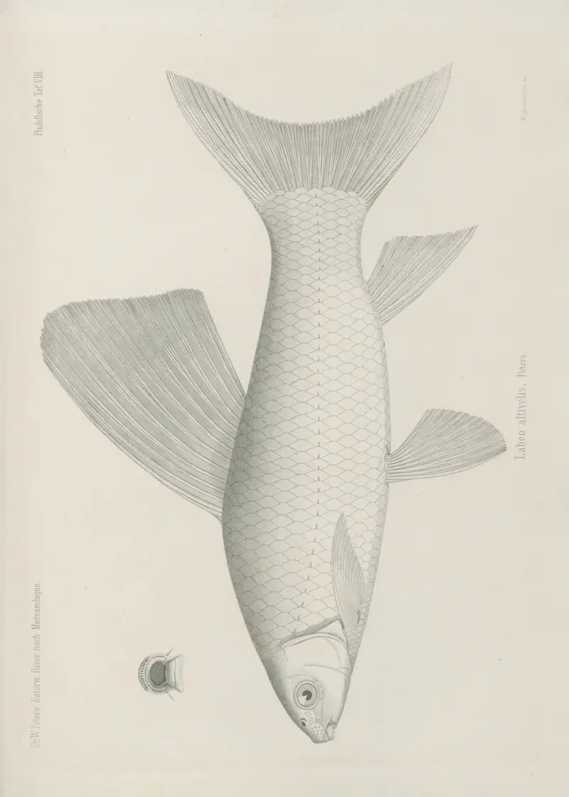 Labeo altivelis, Wilhelm Karl Hartwich Peters