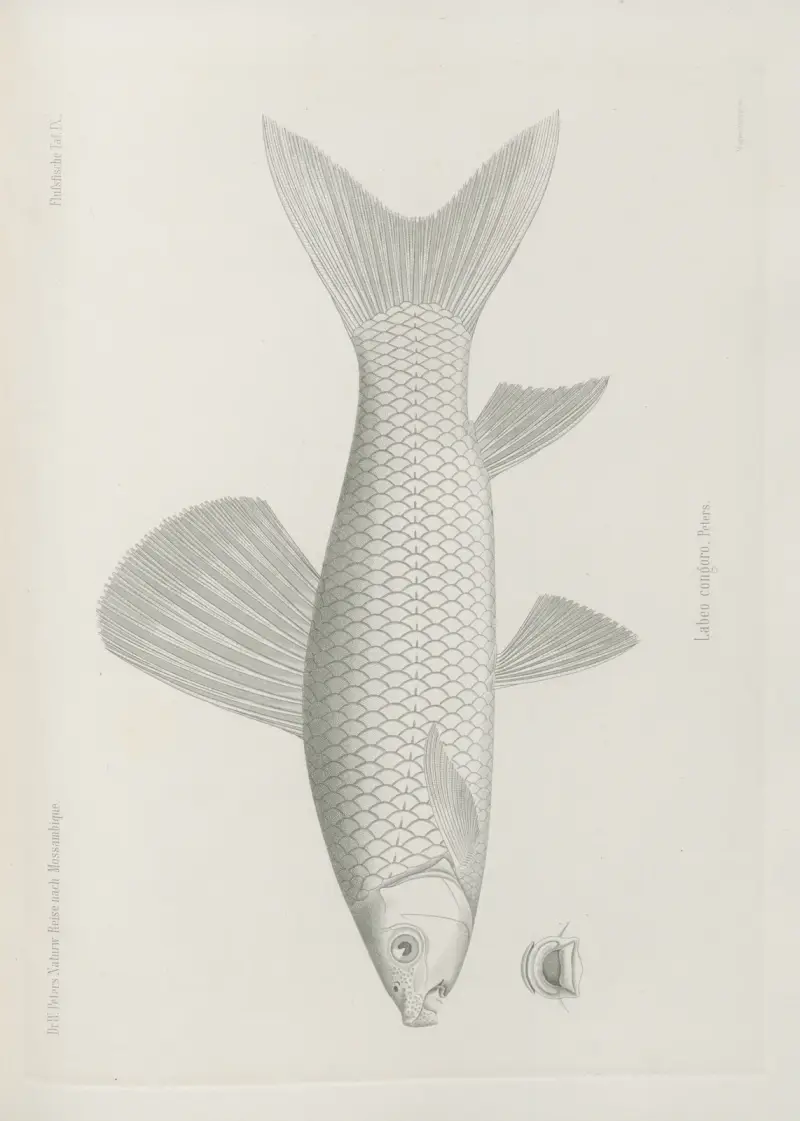 Labeo congoro, Wilhelm Karl Hartwich Peters
