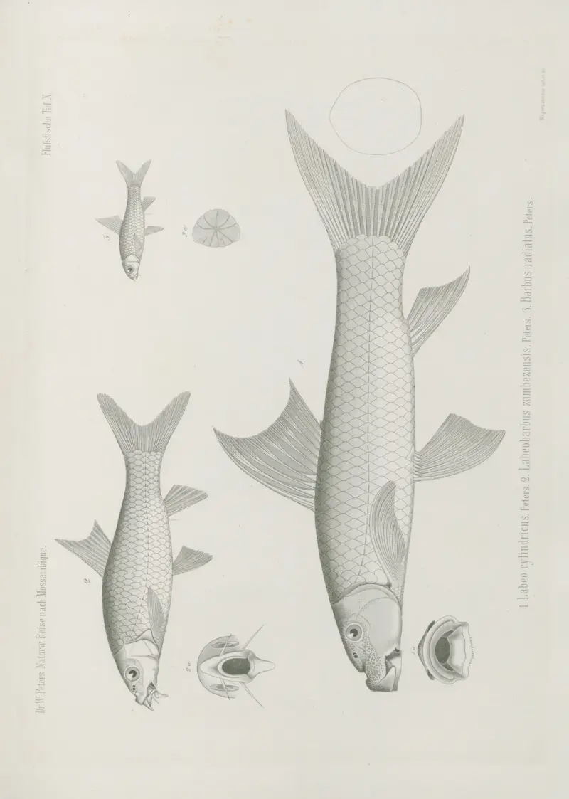 Labeo cylindricus 2. Labeobarbus zambezensis 3. Barbus radiatus, Wilhelm Karl Hartwich Peters