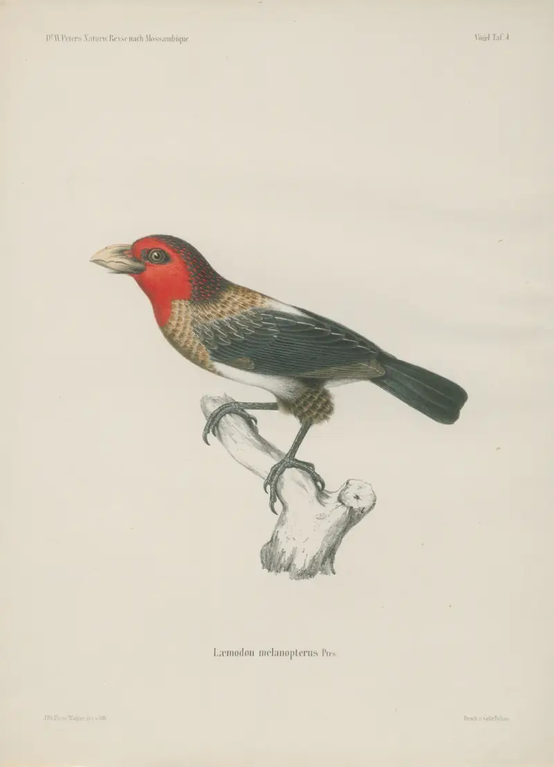 Laemodon melanopterus av Wilhelm Karl Hartwich Peters