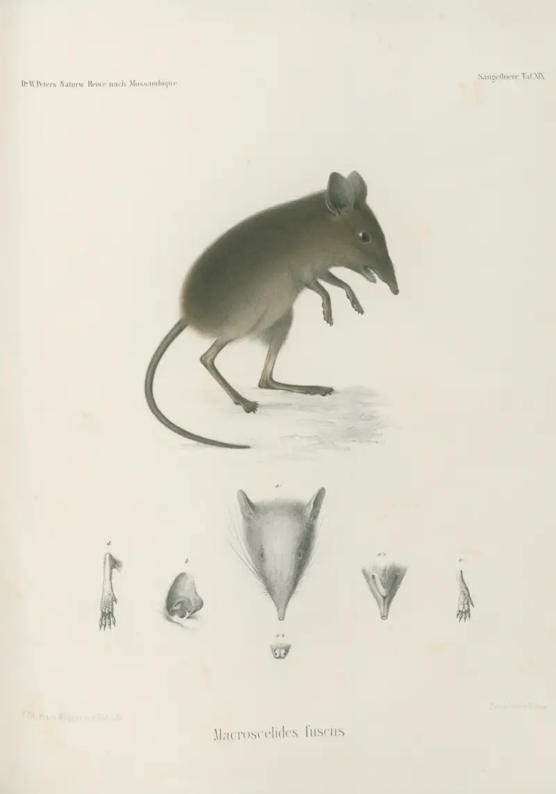 Macroscelides fuscus, Wilhelm Karl Hartwich Peters
