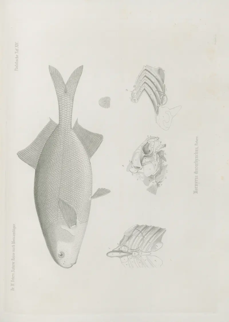 Mormyrus discorhynchus, Wilhelm Karl Hartwich Peters