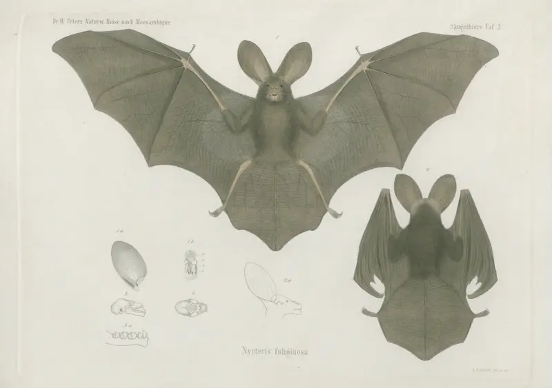 Nycteris fuliginosa, Wilhelm Karl Hartwich Peters