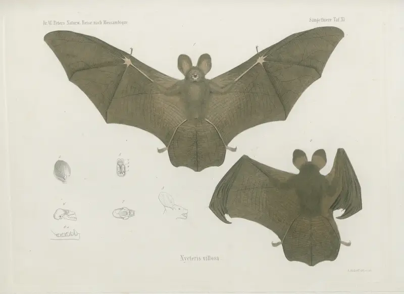 Nycteris villosa, Wilhelm Karl Hartwich Peters