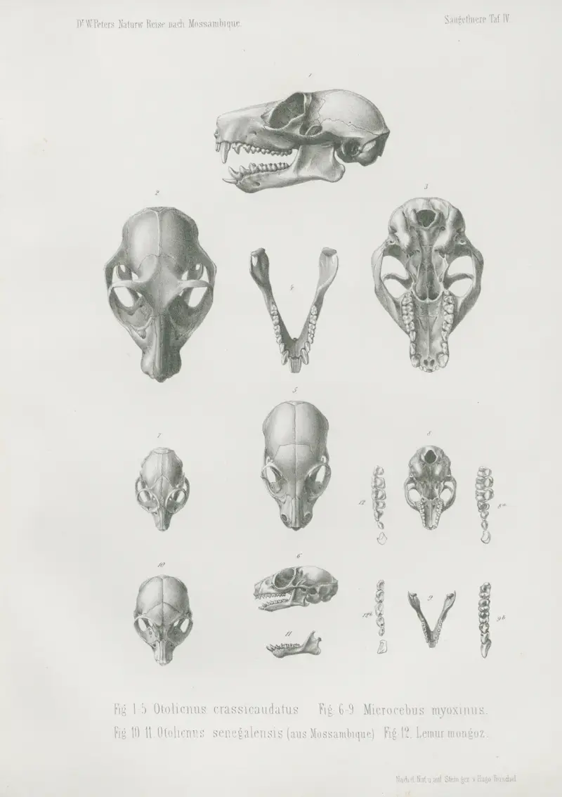 Otolicnus crassicaudatus. Microcebus myoxinus. Otolicnus senegalensis .. Lemur mongoz, Wilhelm Karl Hartwich Peters