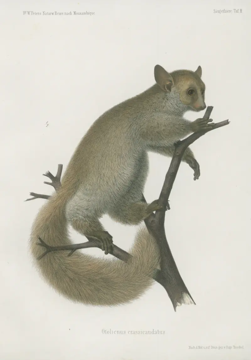 Otolicnus crassicaudatus, Wilhelm Karl Hartwich Peters