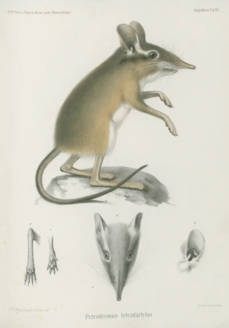 Petrodromus tetradactylus, Wilhelm Karl Hartwich Peters