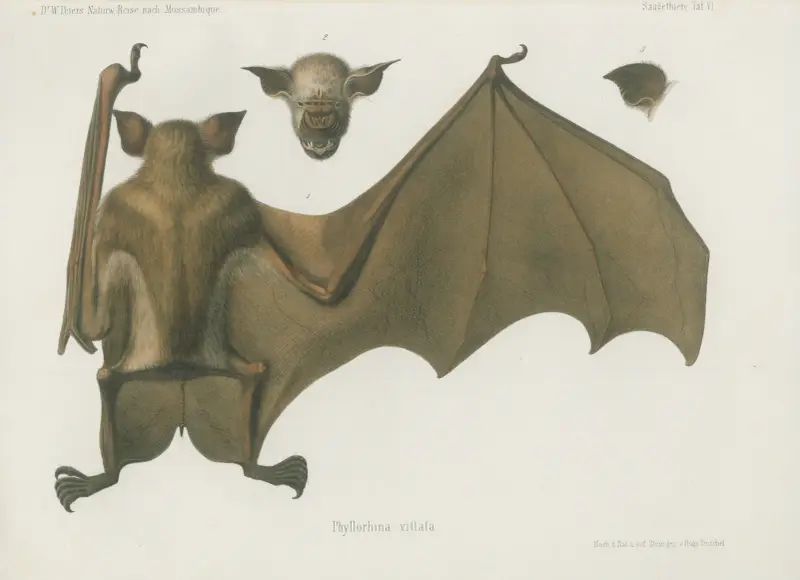 Phyllorhina vittata, Wilhelm Karl Hartwich Peters