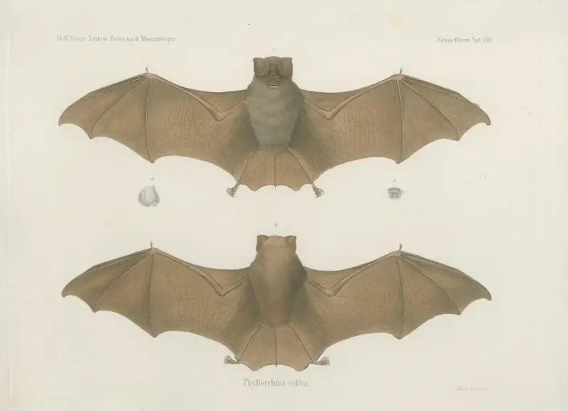 Phyllorrhina caffra, Wilhelm Karl Hartwich Peters