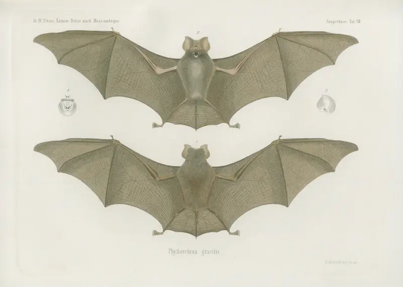 Phyllorrhina gracilis, Wilhelm Karl Hartwich Peters