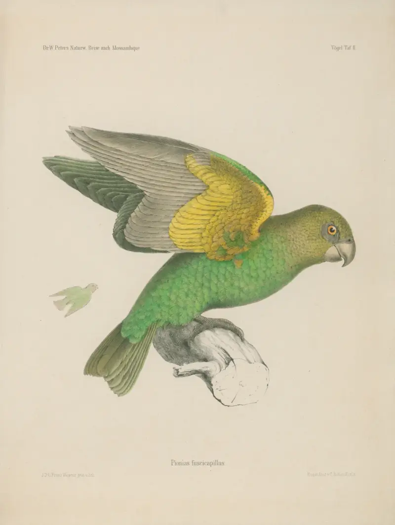 Piomas fuscicapillus, Wilhelm Karl Hartwich Peters