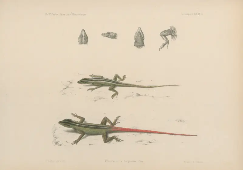Platysaurus torquatus, Wilhelm Karl Hartwich Peters
