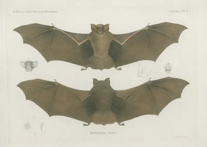 Rhinolophus lobatus, Wilhelm Karl Hartwich Peters