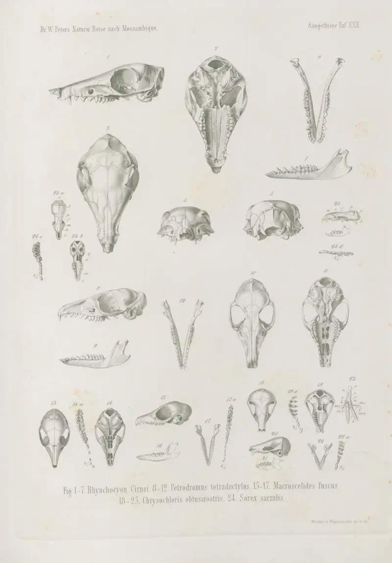 Rhynchocyon Cirnei. Petrodromus tetradactylus. Macroscelides fuscus. Chrysochloris obtusirostris. Sorex sacralis, Wilhelm Karl Hartwich Peters