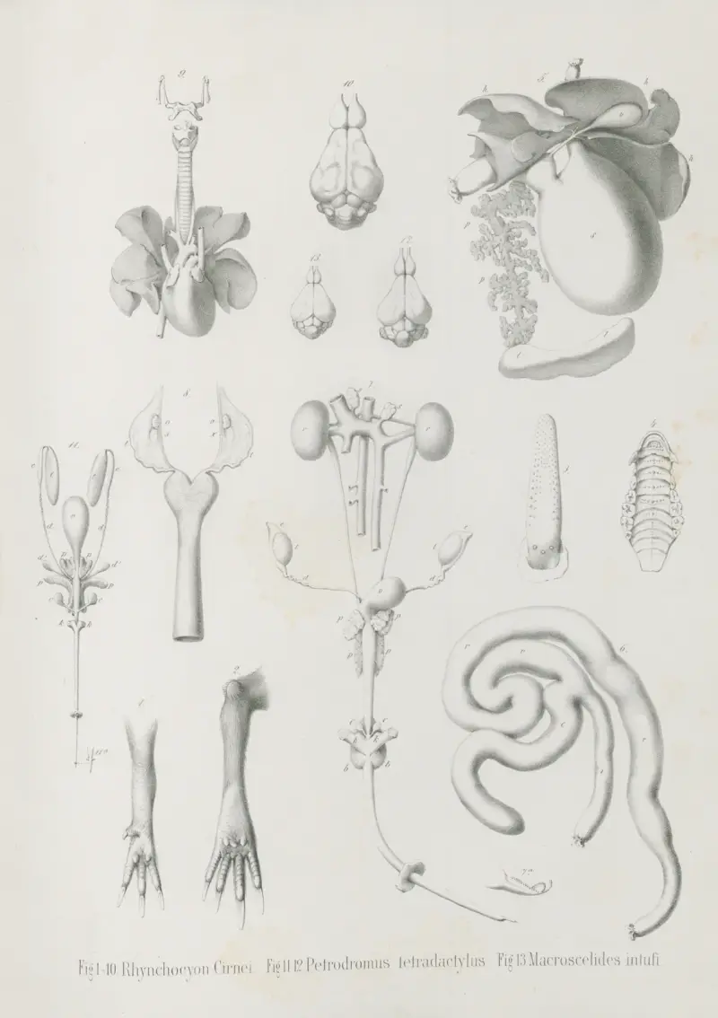 Rhynchocyon Cirnei. Petrodromus tetradactylus. Macroscelides intufi, Wilhelm Karl Hartwich Peters