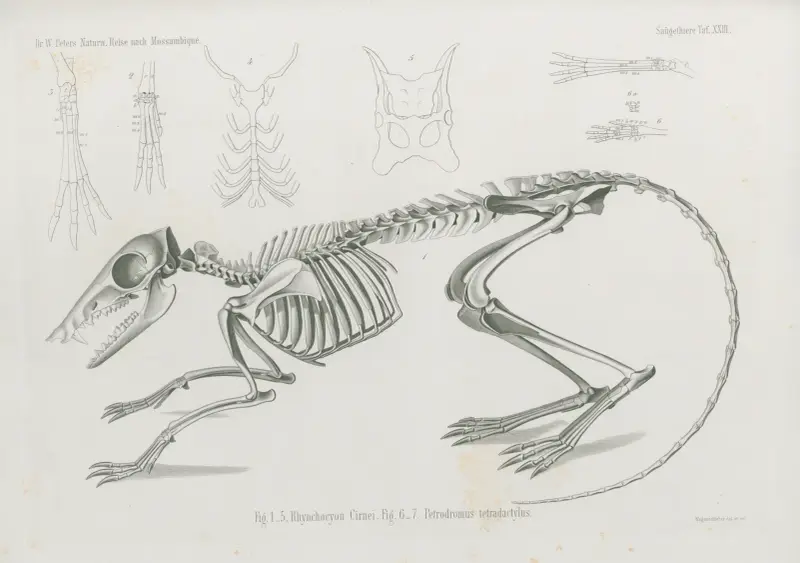 Rhynchocyon Cirnei. Petrodromus tetradactylus, Wilhelm Karl Hartwich Peters