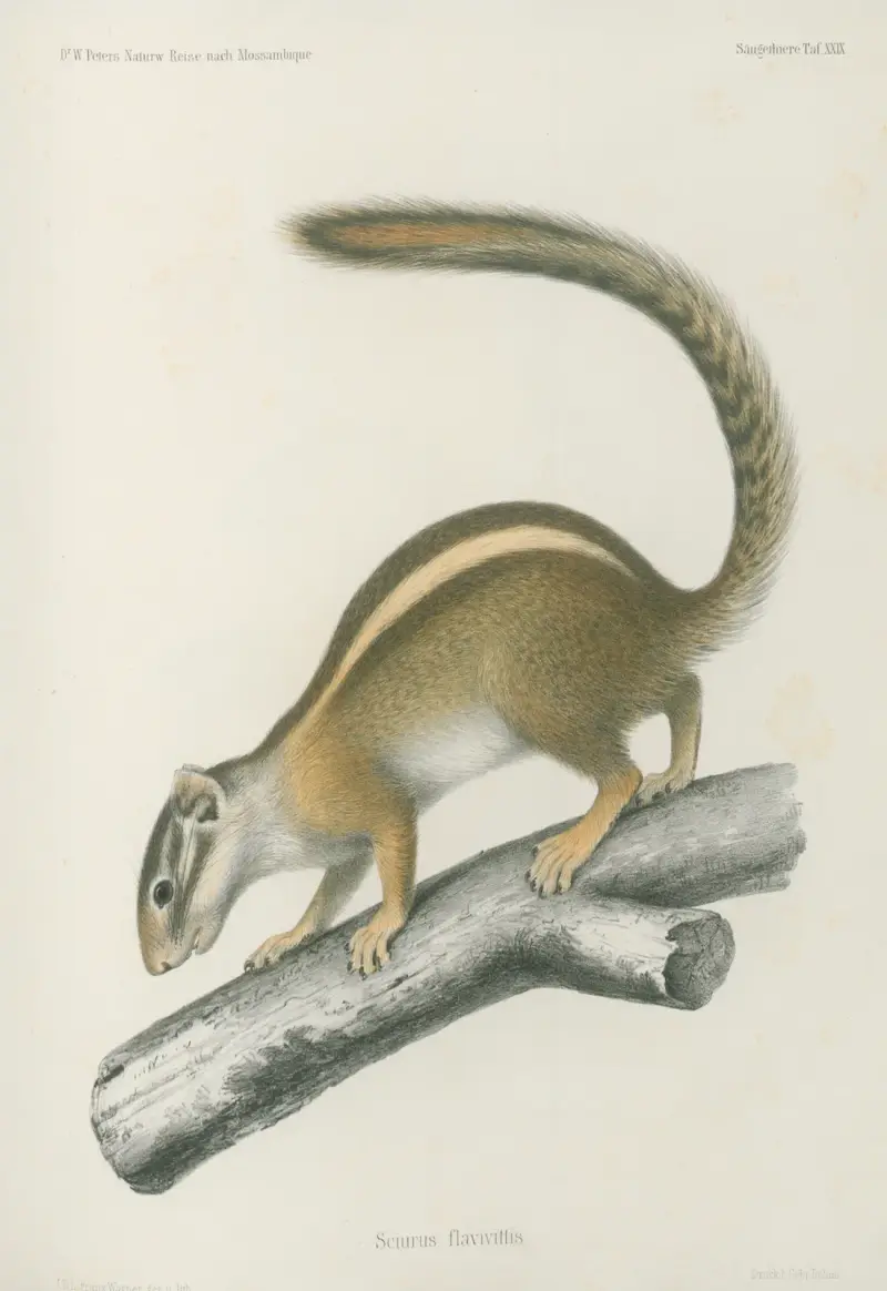 Sciurus flavivittis, Wilhelm Karl Hartwich Peters