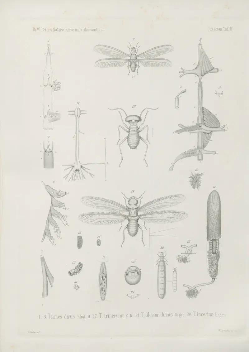 Termes bellicosus, Wilhelm Karl Hartwich Peters