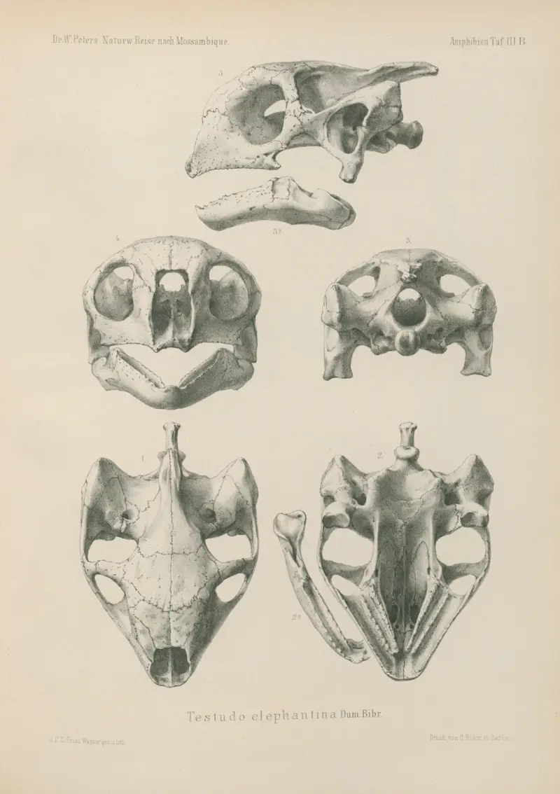 Testudo elephantina, Wilhelm Karl Hartwich Peters
