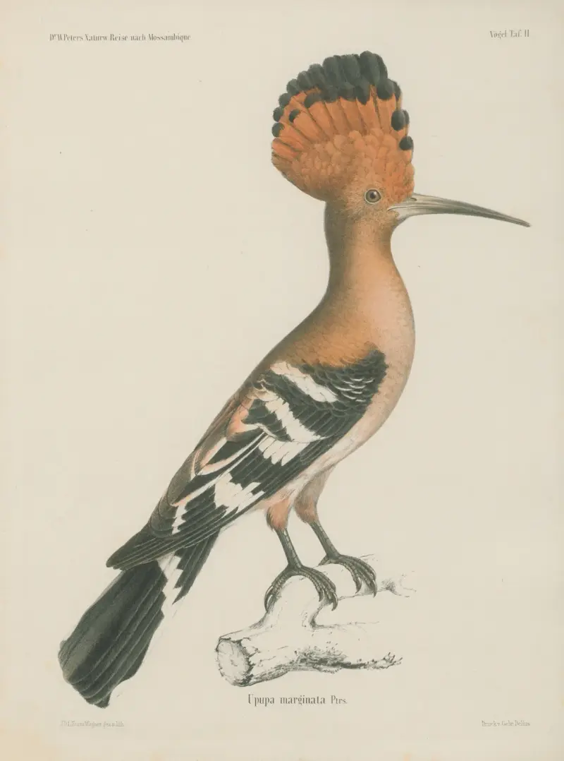 Upupa marginata, Wilhelm Karl Hartwich Peters