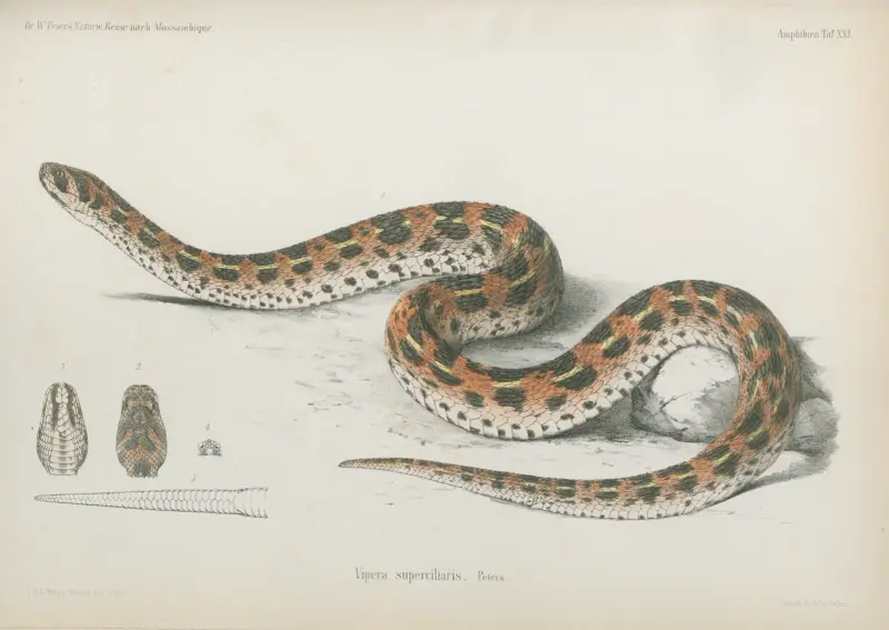 Vipera superciliaris av Wilhelm Karl Hartwich Peters