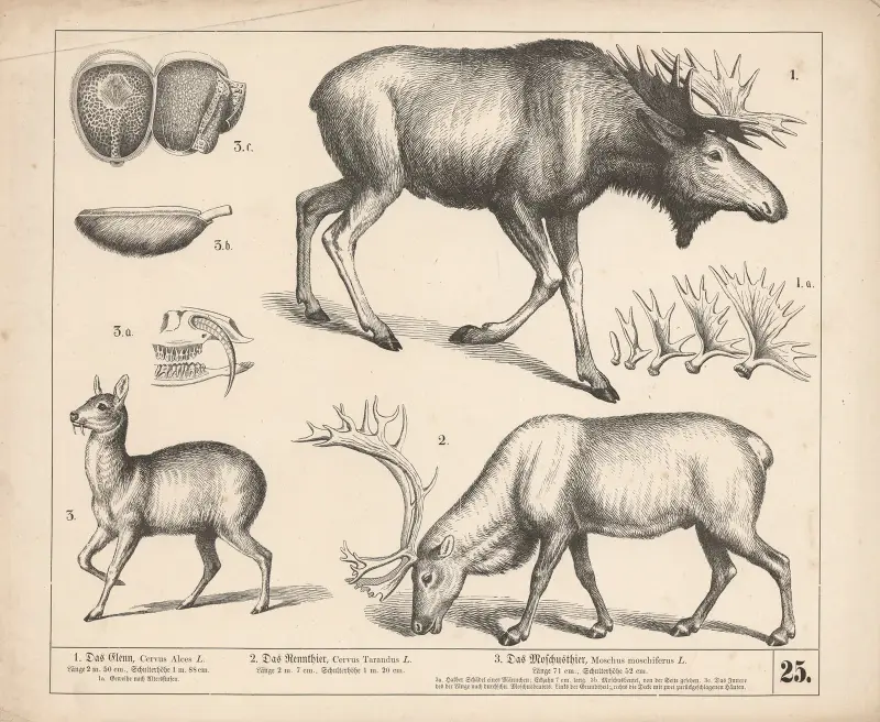 1. Das Elenn. 2. Das Rennthier. 3. Das Moschusthier av Heinrich Leutemann