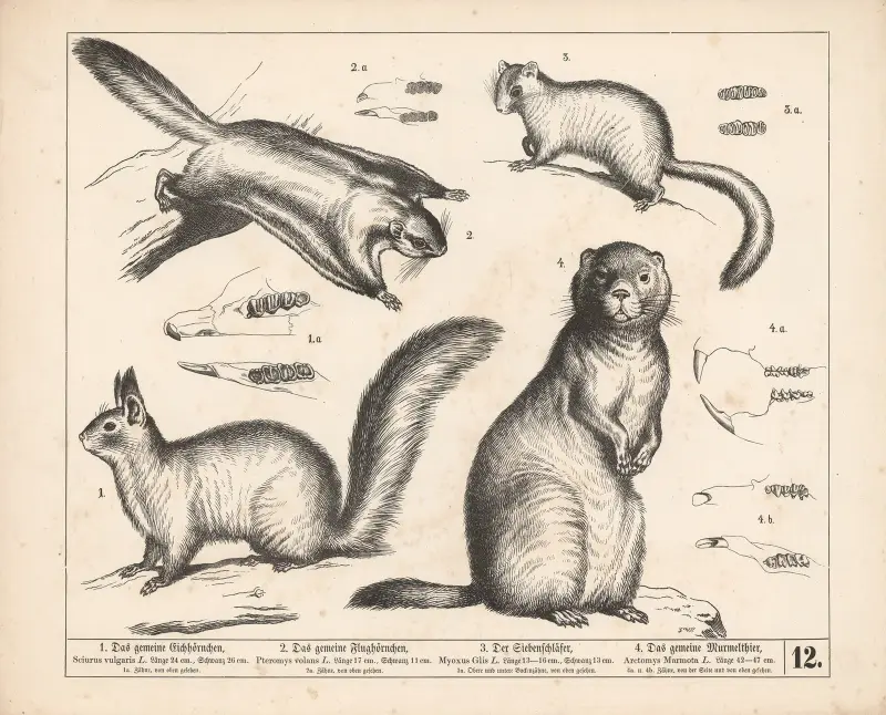 1. Vanlig ekorre. 2. Vanlig flygekorre. 3. Sjusovare. 4. Vanligt murmeldjur., 1882 – nr 2 av Heinrich Leutemann