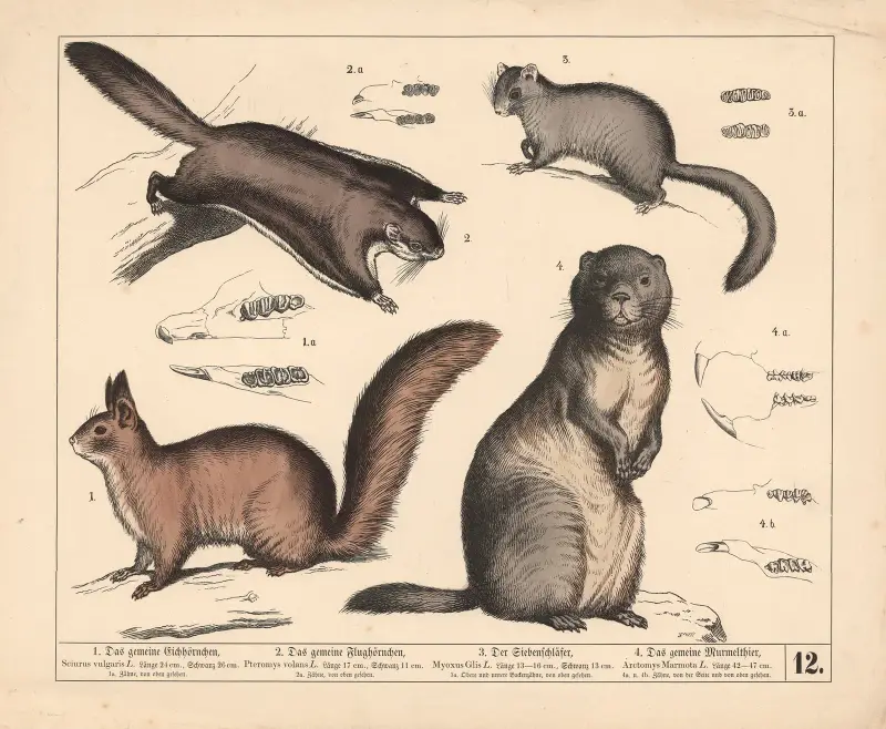 1. Vanlig ekorre. 2. Vanlig flygekorre. 3. Sjusovare. 4. Vanligt murmeldjur, 1882 – nr 1 av Heinrich Leutemann