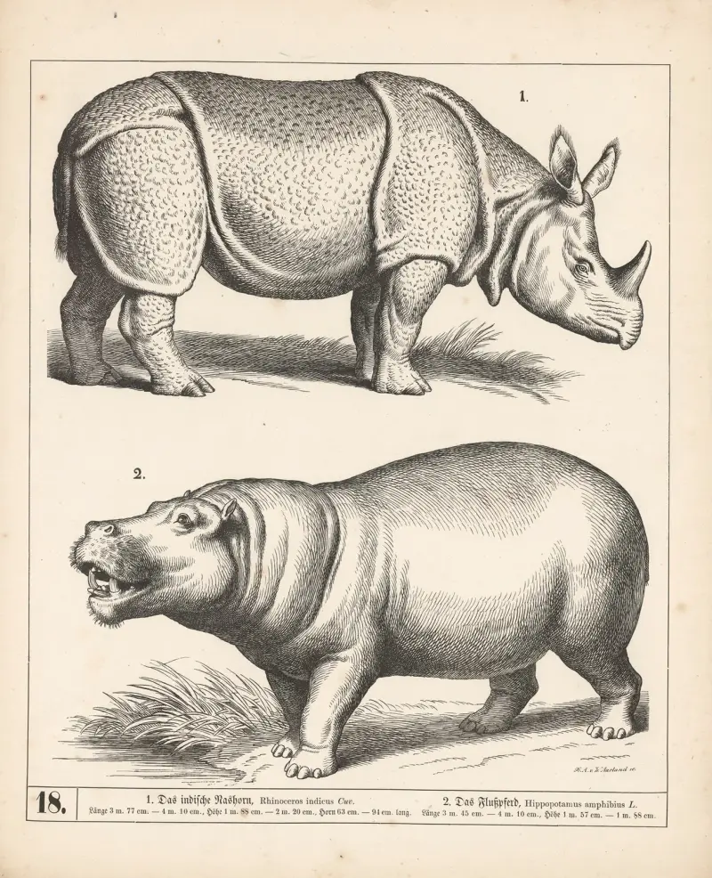 1. Das indische Nashorn. 2. Das Flusspferd., 1882 – nr 2 av Heinrich Leutemann