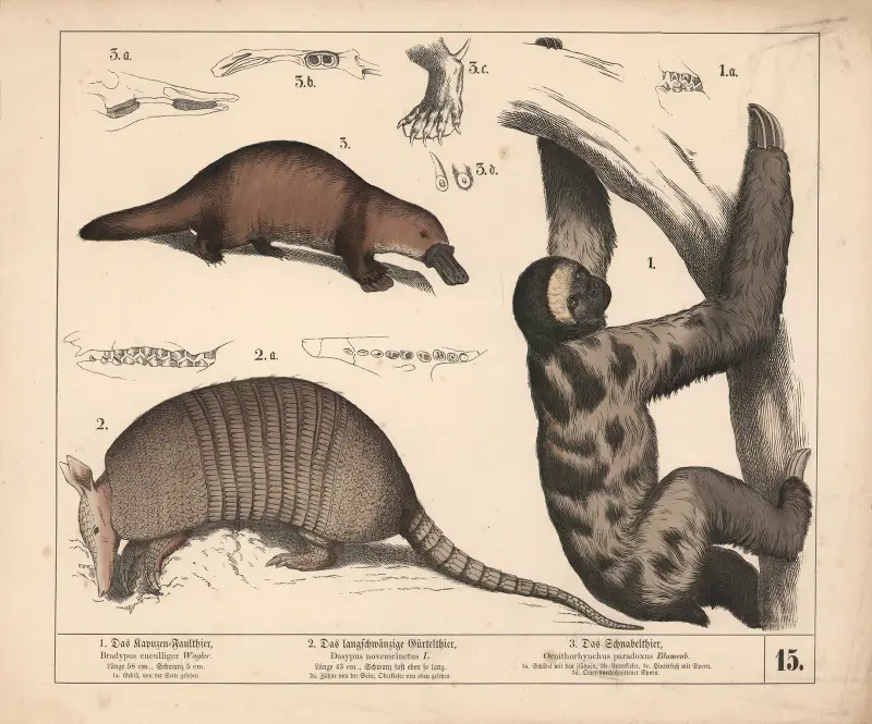 1. Kapuschongsengångare. 2. Långsvansat bältdjur. 3. Näbbdjur av Heinrich Leutemann
