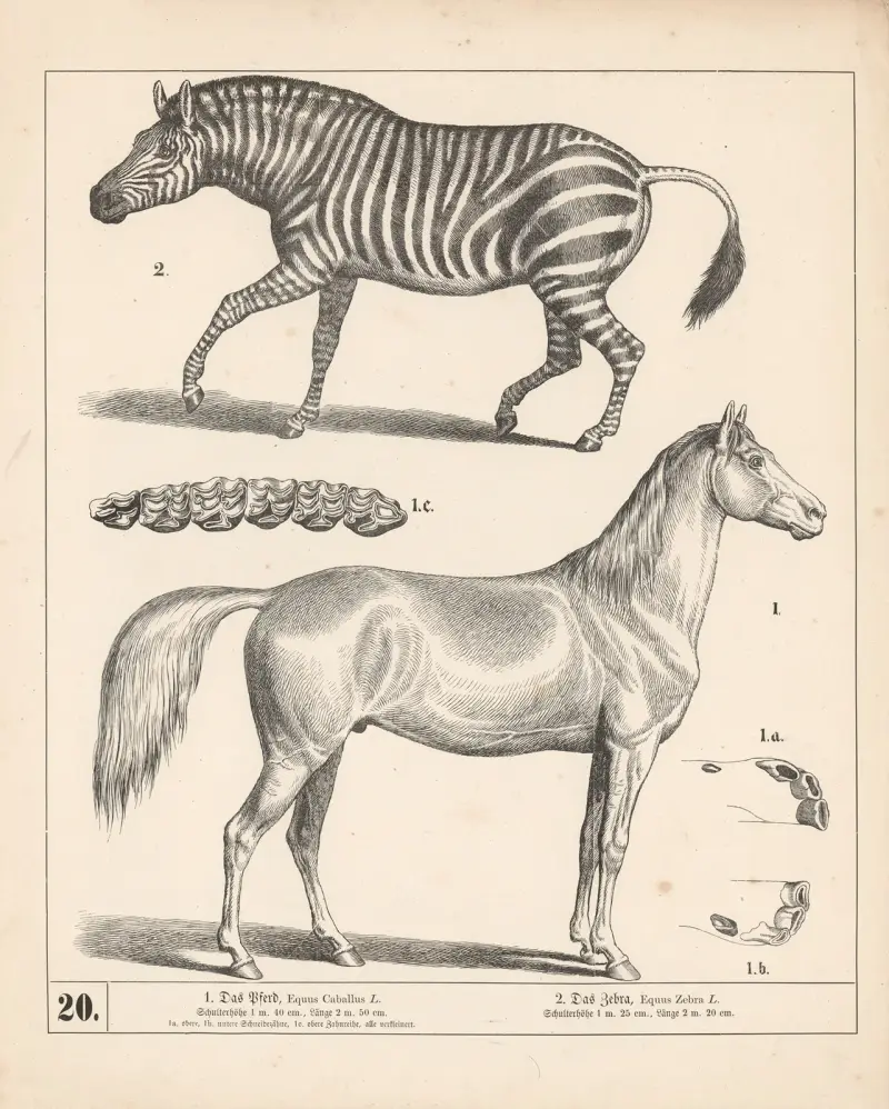 1. Hästen. 2. Zebran av Heinrich Leutemann