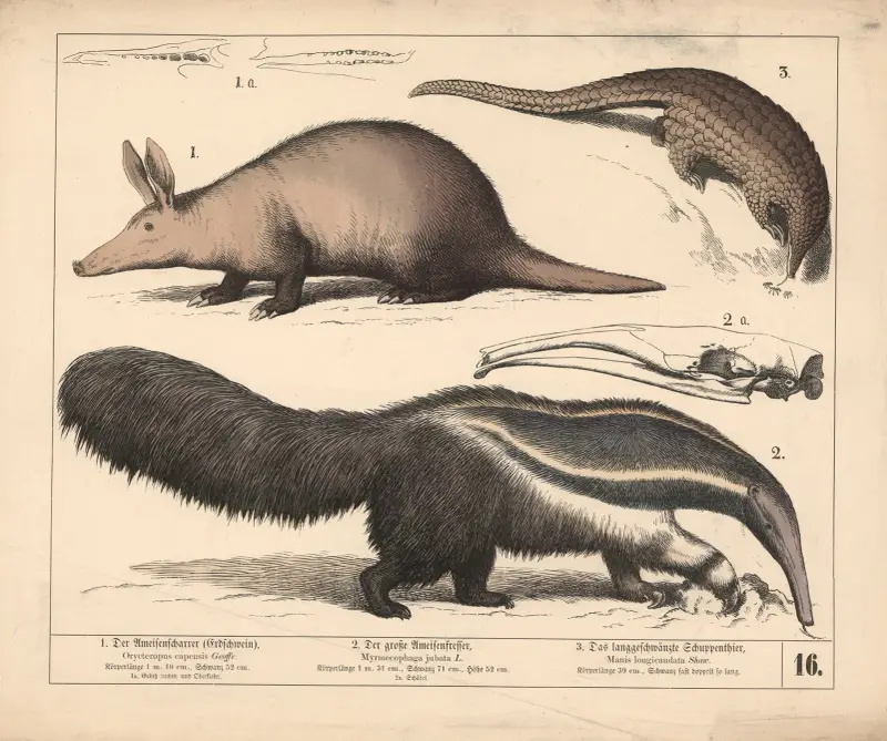 1. Der Ameisenscharrer (Erdschwein). 2. Der grosse Ameisenfresser. 3. Das langgeschwänzte Schuppenthier, 1882 – nr 1 av Heinrich Leutemann
