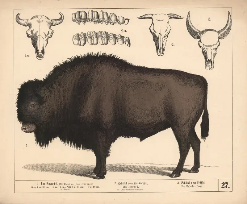 1. Der Auerochs. 2. Schädel vom Hausochsen. 3. Schädel vom Büffel., 1882 – nr 2 av Heinrich Leutemann