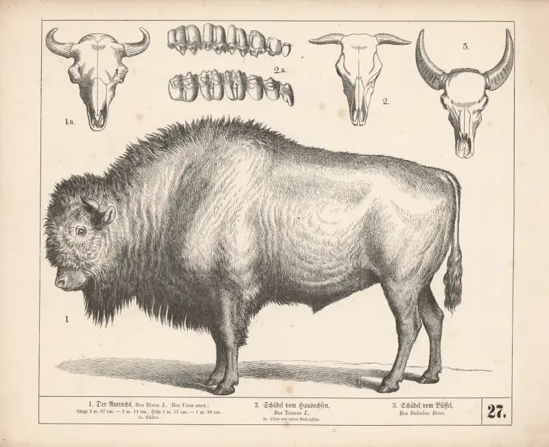 1. Der Auerochs. 2. Schädel vom Hausochsen. 3. Schädel vom Büffel, 1882 – nr 1 av Heinrich Leutemann
